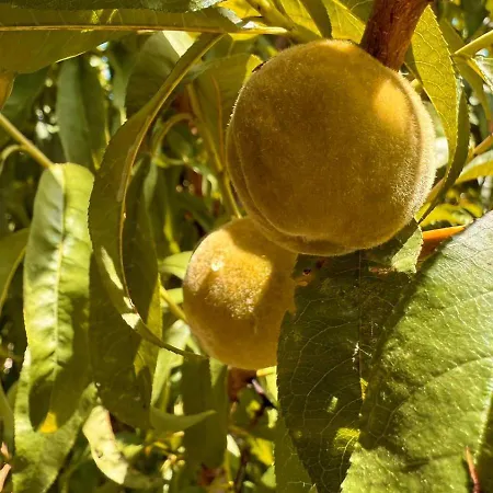 Glamping La Yurta Nel Luxe Ingerichte 4persoons Belltent Campeggio