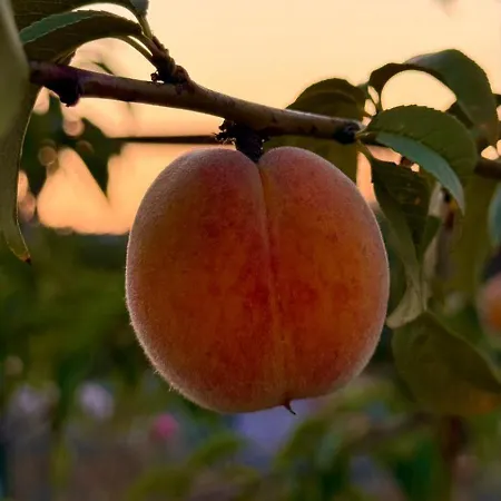 Glamping La Yurta Nel Luxe Ingerichte 4persoons Belltent Torino di Sangro