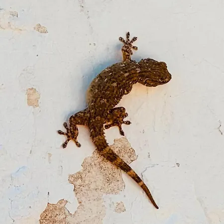 Glamping La Yurta Nel Luxe Ingerichte 4persoons Belltent Torino di Sangro