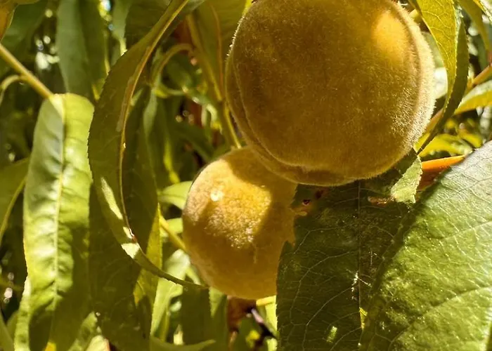 Glamping La Yurta Nel Luxe Ingerichte 4persoons Belltent Kemping